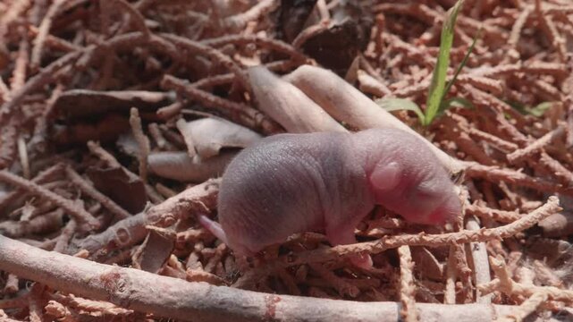 Baby Mouse Pinky Stranded