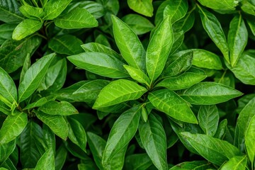A close-up of vibrant green leaves, showcasing their rich texture and lush appearance, creating a fresh and natural atmosphere.