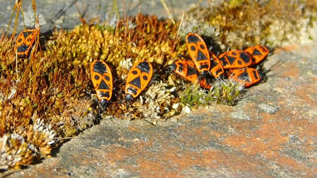 Pyrrhocoris apterus