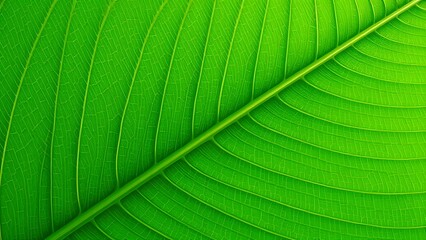 close up of green leaf