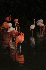 flamingos in the water