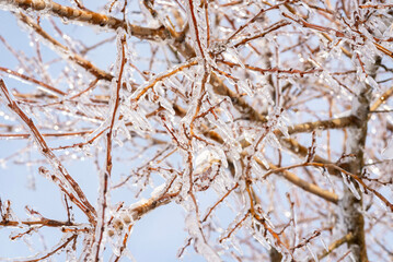 tree branches covered with transparent ice and icicles