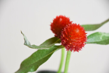 千日紅
