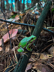 Frog in the grass
