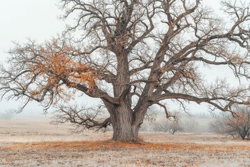 Obraz premium An old huge oak with orange autumn foliage, one old oak in the field during autumn leaf fall.