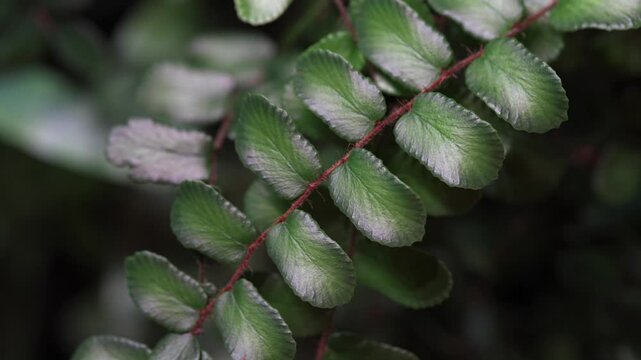 Close-Up of Various Plants in a Lush Living Wall