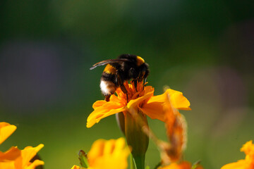 A bumblebee collects pollen from a beautiful orange flower. Beautiful wallpaper. Close-up in focus.