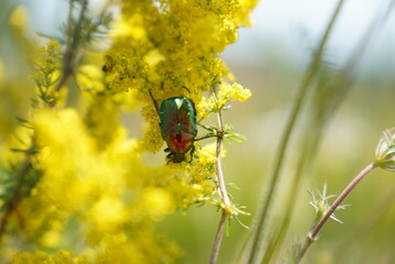 A large electric green beetle is climbing on a beautiful yellow flower in the mountains. Beautiful wallpaper. Close up in focus.
