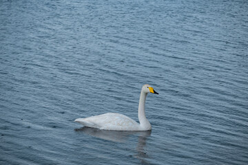 Bortala Sailimu Lake Scenic Area, Xinjiang Uygur Autonomous Region, China