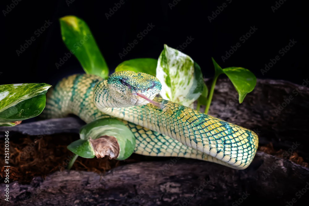 Wall mural subannulatus borneo viper snake isolated in a branch of tree with dark or bright background