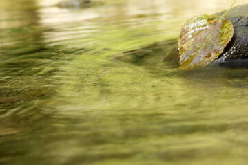Abstractions of nature. Leaf in the creek
