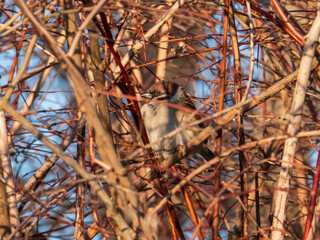 Sparrow Perched Among Dense Winter Branches in Natural Habitat