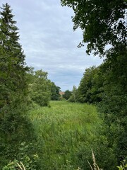 landscape with trees and sky