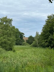 landscape with trees and sky