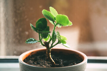 Small green plant in a pot with water droplets on its leaves, placed on a windowsill with soft...