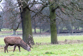 A red deer stag with antlers feeding on grass in an English deer park with trees in the background
