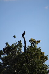 Czapla na konarze drzewa  © Fala Projektów