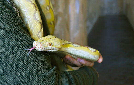 Closeup of a Pale Yellow Albino Ball Python (Python Regius) with Human