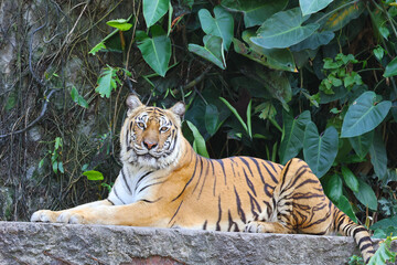 A Beautiful Bengal Tiger Relaxing amongst the Tropical Plants