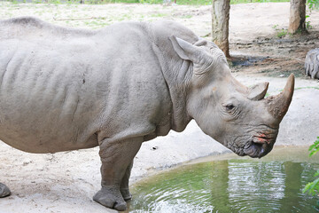 Closeup of a Southern White Rhinoceros at a Pond in the Zoo