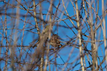 House sparrows hiding in an English hawthorn hedge in the winter with a blue sky