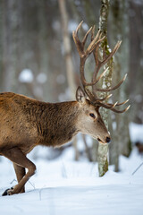 Fototapeta premium Deer male buck ( Cervus elaphus ) in the winter forest