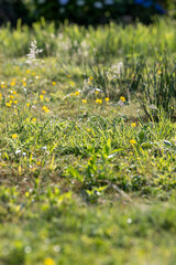 dutch lawn with grass and buttercups  in summer, Loosdrechtse plassen