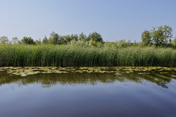 Loosdrechtse plassen in summer with reed plants and blue sky