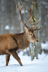 Deer male buck ( Cervus elaphus ) in the winter forest