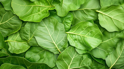 Lush green leaves create vibrant and fresh background, showcasing various shapes and sizes. rich texture and color evoke sense of nature and tranquility