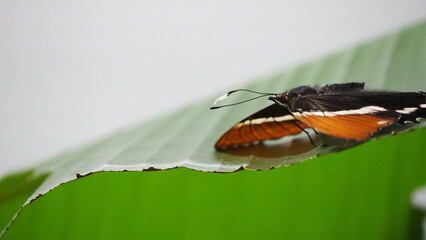 motyl, kolory