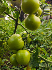 Ripe organic tomatoes growing in the garden yard
