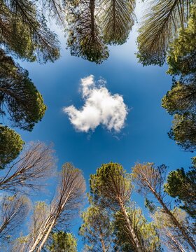 cimes des arbres dans une for&ecirc;t vi d'en au avec un ciel bleu et un nuage en ia