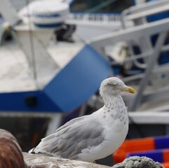 seagull on the pier at Port Maria, Quiberon, France 
