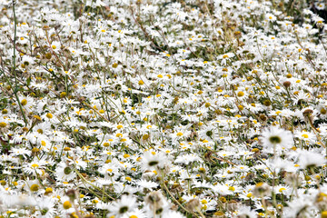 Veld met bloeiende margrieten met witte bloemblaadjes en een geel hart