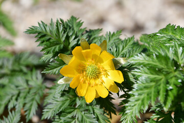 福寿草　forked-stem adonis
