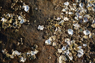 Close-up view of barnacles and seashells attached to a rocky surface, displaying textures, natural patterns, and marine ecosystem details under sunlight.