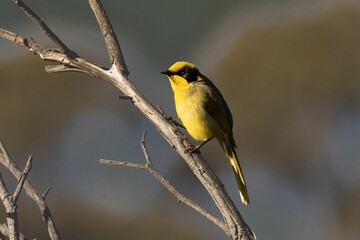 Fototapeta premium Yellow bird perched on a branch.