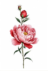 Single ink flower red rose flower peony flower commercially available elements