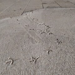 bird tracks on concrete