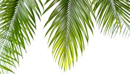 tropical nature green palm leaf on transparent background png file. with white shades