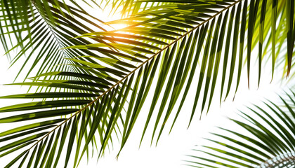 tropical nature green palm leaf on transparent background png file, mindfulness theme. with white shades