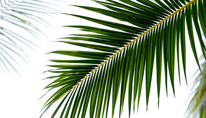 Obraz premium tropical nature green palm leaf on transparent background png file, 8k. with white shades