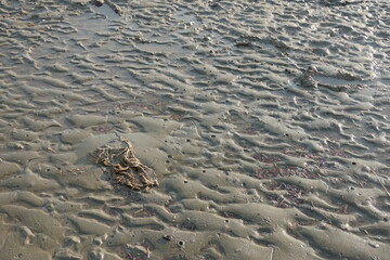 Textured Wet Mud Surface with Natural Ripples and Organic Debris