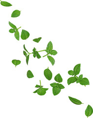 Fototapeta premium Green Basil Leaf