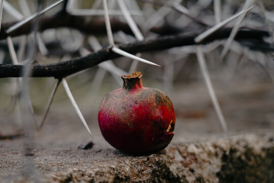 A red pomegranate against a backdrop of gray thorny branches, representing a strong contrast and opposing feelings and emotions: beauty and ugliness, pain and pleasure, tenderness and harshness