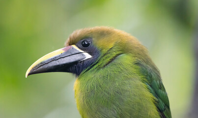 Fototapeta premium Emerald Toucanet