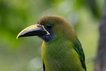 Emerald Toucanet