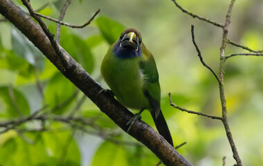 Emerald Toucanet