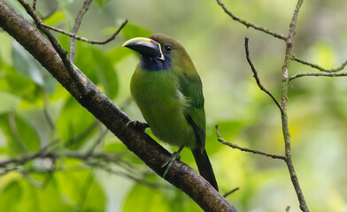 Emerald Toucanet